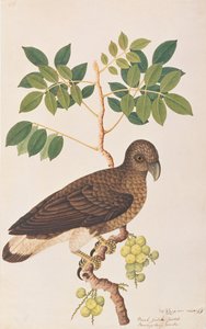 Grijskopvisarend, uit Tekeningen van Vogels uit Malakka, c.1805-18 door Chinese School